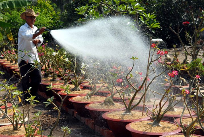 Nông dân làm giàu từ nghề trồng hoa sứ ảnh 2